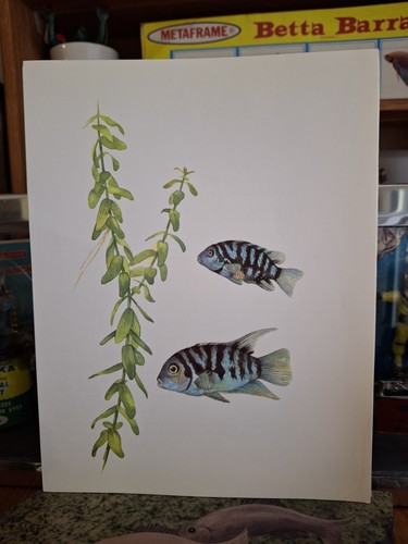Vintage aquarium fishbowl pet - vintage,