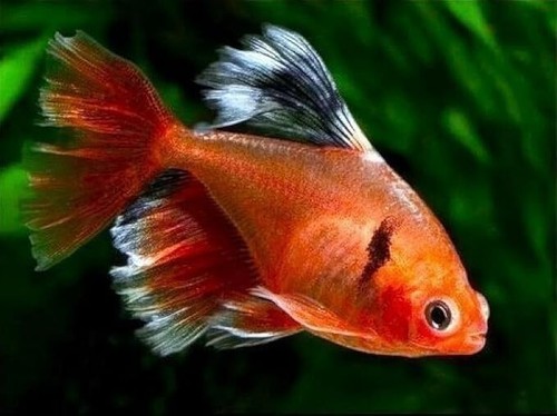 Pack longfin serpae tetras - longfin,